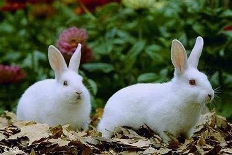 1999年属兔男和1999年属兔女相配吗