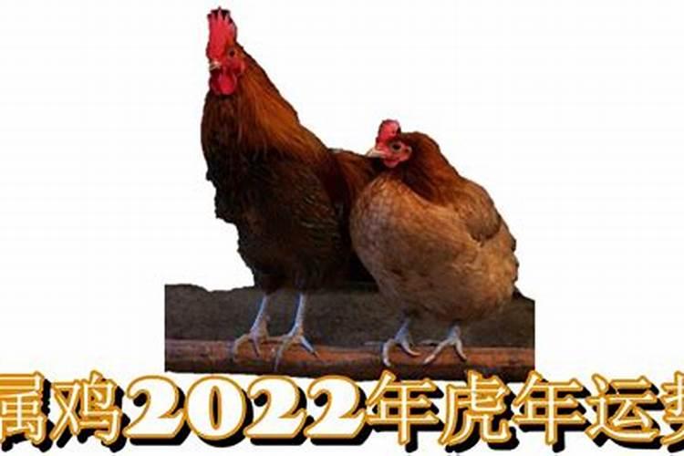 属鸡人2022虎年命运