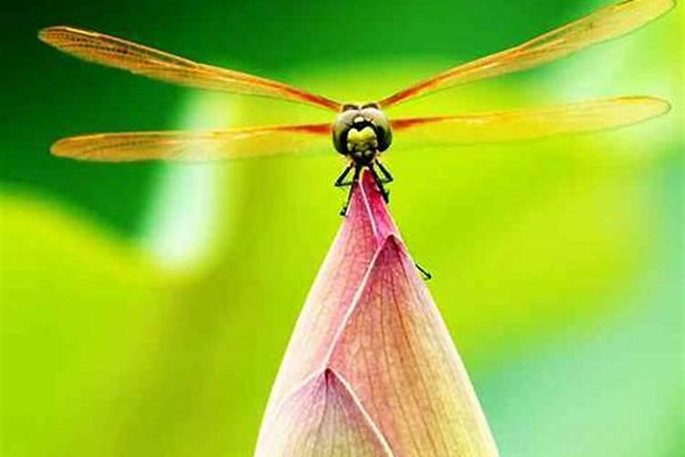 梦见蜻蜓是什么意思