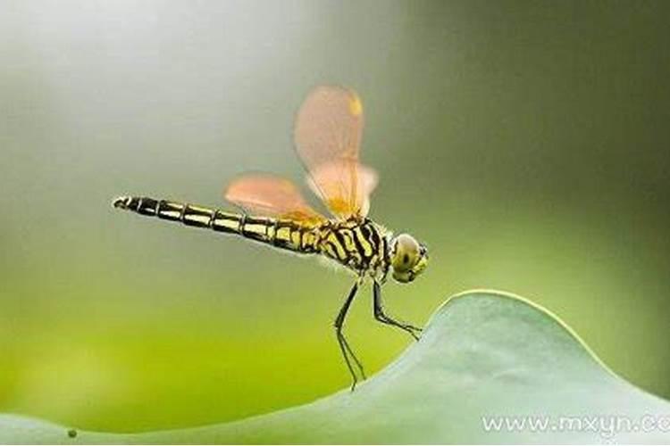 梦见蜻蜓是什么意思