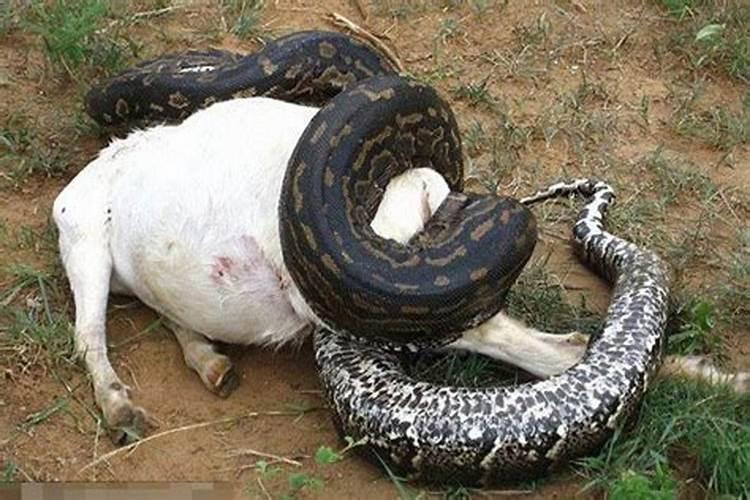 梦见蟒蛇吃了自己的母亲