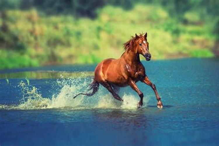 梦见马在水里跑啥意思