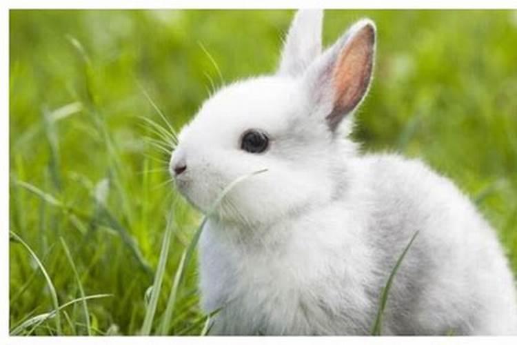 生肖兔一生的克星是谁属兔的一生运程