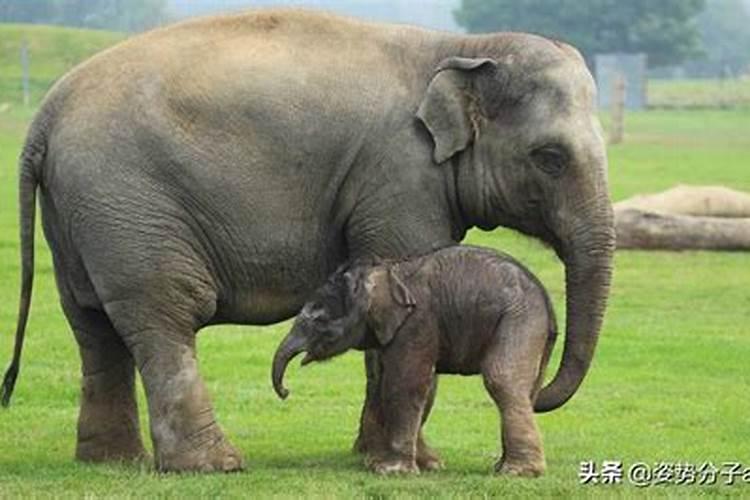 怀孕后梦见大象生男生女的