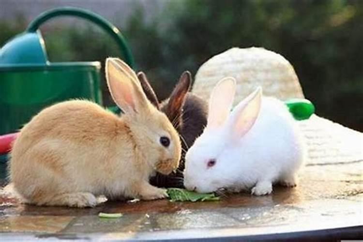 立春之后出生的兔子