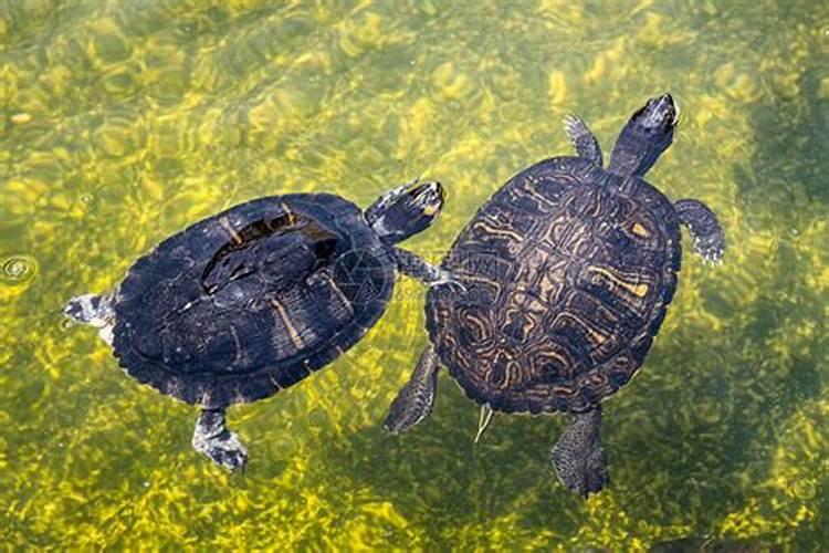 梦见一只大乌龟在水里游是什么意思