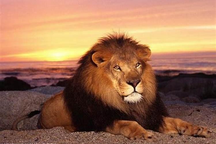 梦见狮子是什么预兆周公解梦