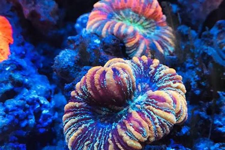 八字脑珊瑚怎么看出是死了