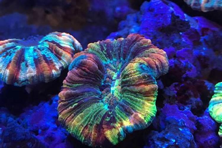 八字脑珊瑚怎么看出是死了