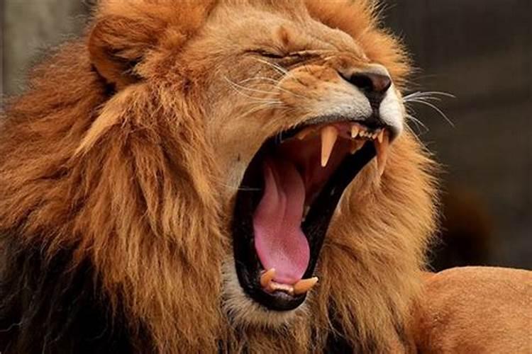 梦见狮子吃人但没吃我咬的血淋淋