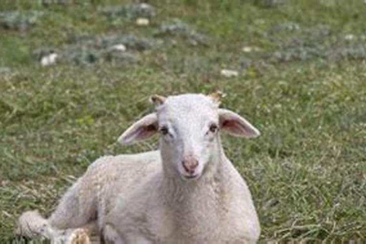 梦见羊头是什么意思