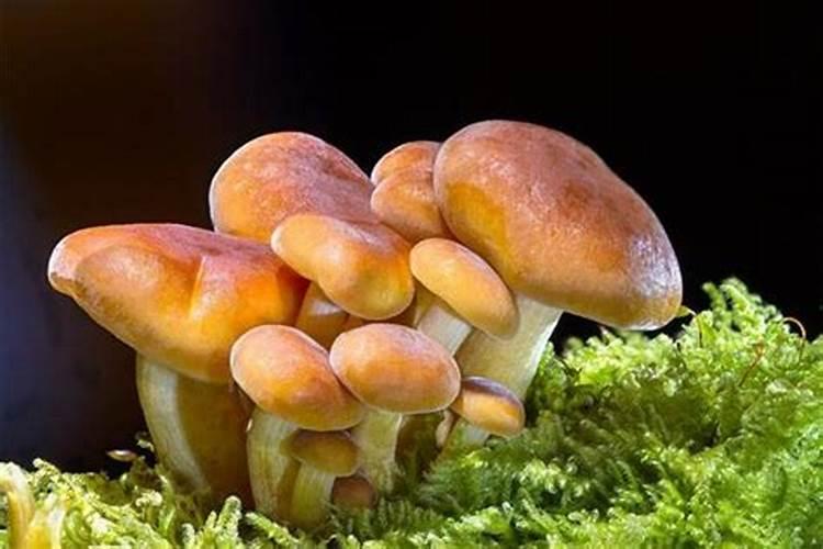 梦见蘑菇什么意思