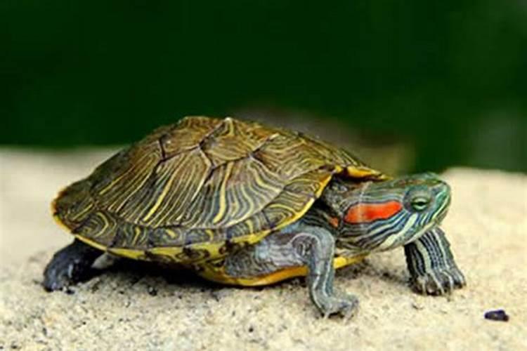 备孕期梦见乌龟是什么意思