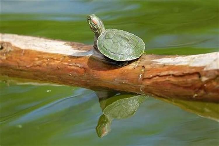 梦见水里大乌龟是什么征兆