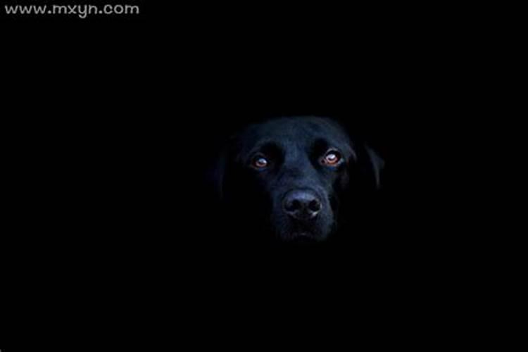 梦见黑狗是什么预兆解梦