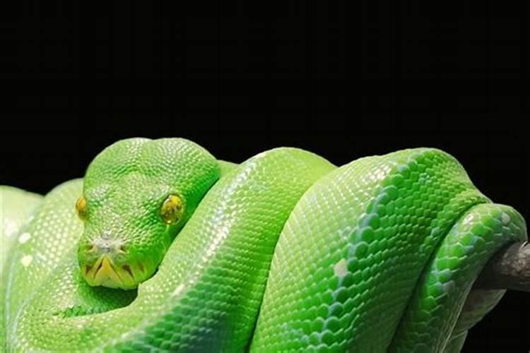 梦见绿色蟒蛇是什么意思