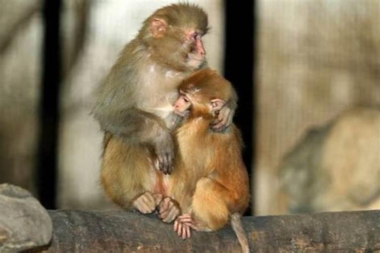 猴子跟鼠合婚吗