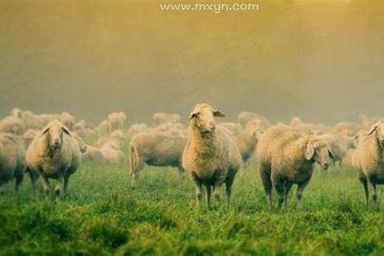 女人梦见羊是什么意思