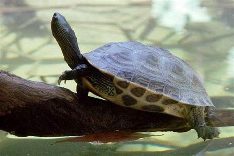 梦见特大的乌龟从水里涌出