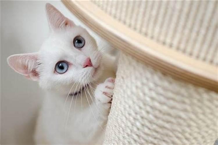 梦见大白猫咬自己是什么意思