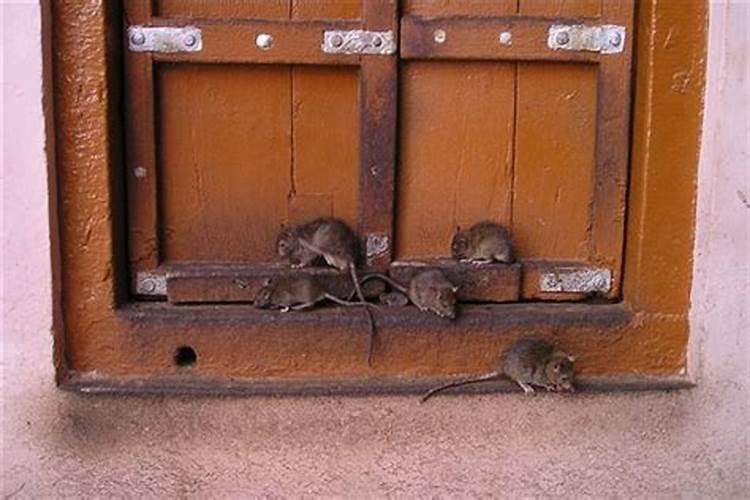 梦见屋里有很多老鼠在跑