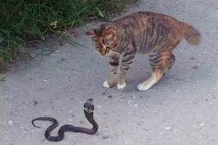 梦见猫蛇大战蛇死了