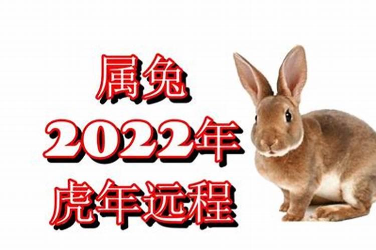 今年属兔属虎的运势2023年