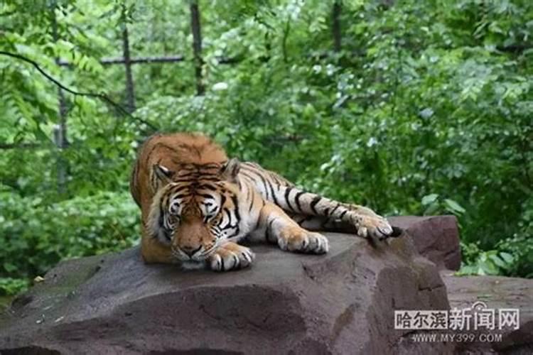 梦见睡在地上的老虎