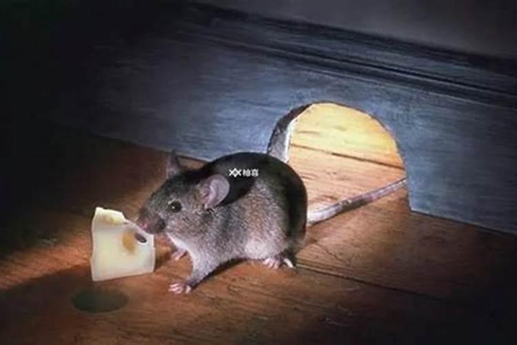 梦到一群老鼠在屋里跑
