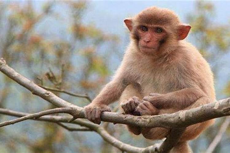 1968年出生的猴子的运势如何