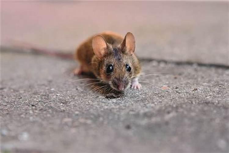 梦到一只老鼠在家里跑来跑去