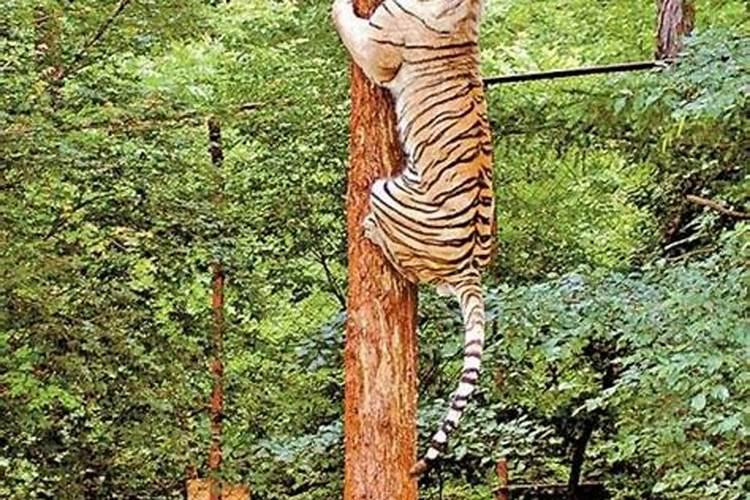 梦到被老虎追赶爬树