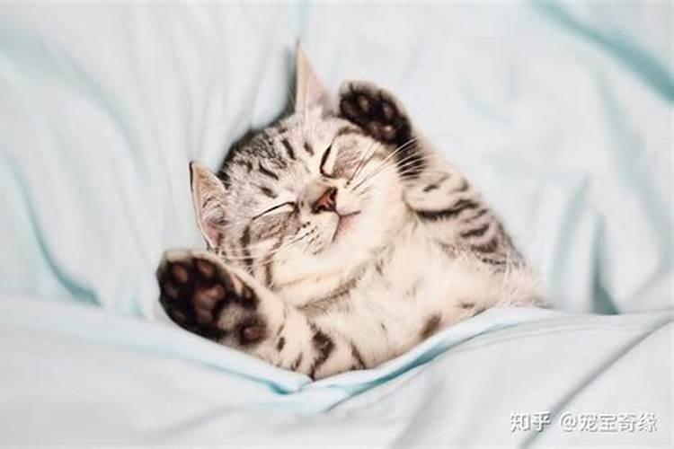猫睡觉会做梦吗