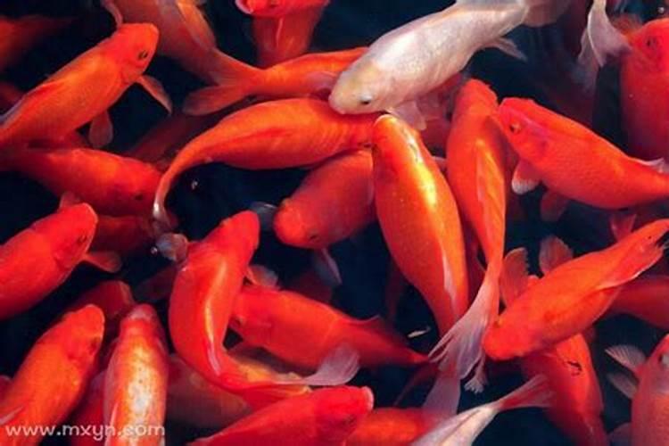 梦见好多红色鱼是什么意思