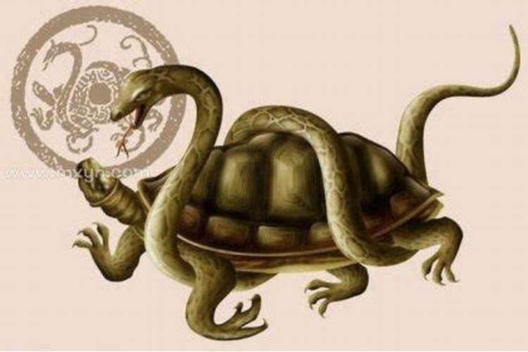 梦见乌龟和蛇有什么预兆