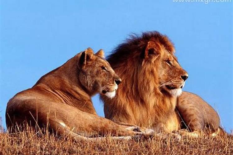 孕妇梦见狮子是什么预兆