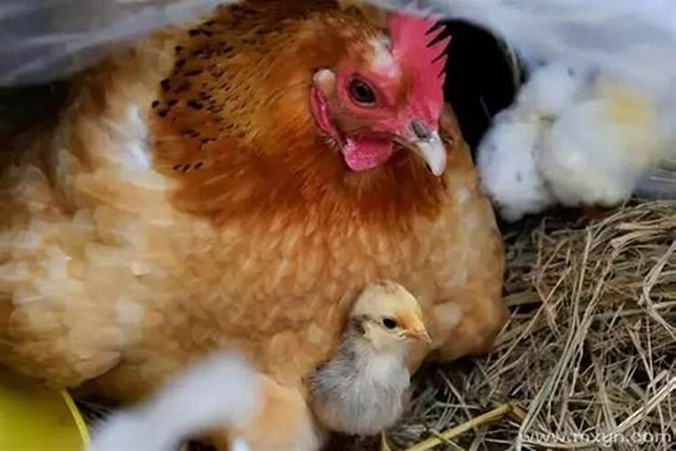 梦见母鸡孵出小鸡是什么意思