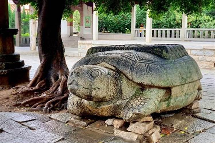 梦见供奉乌龟的庙是什么意思