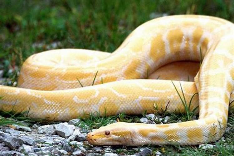 梦到蟒蛇是怀孕的象征