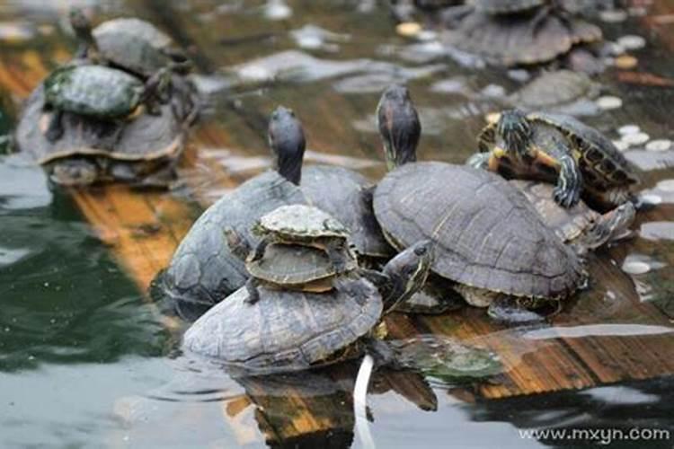 梦到水里有很多乌龟是什么意思