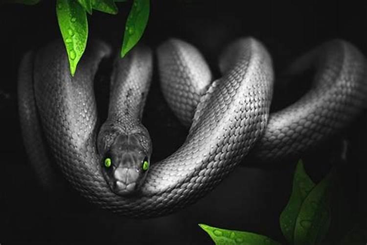 梦见黑色的蛇是什么意思