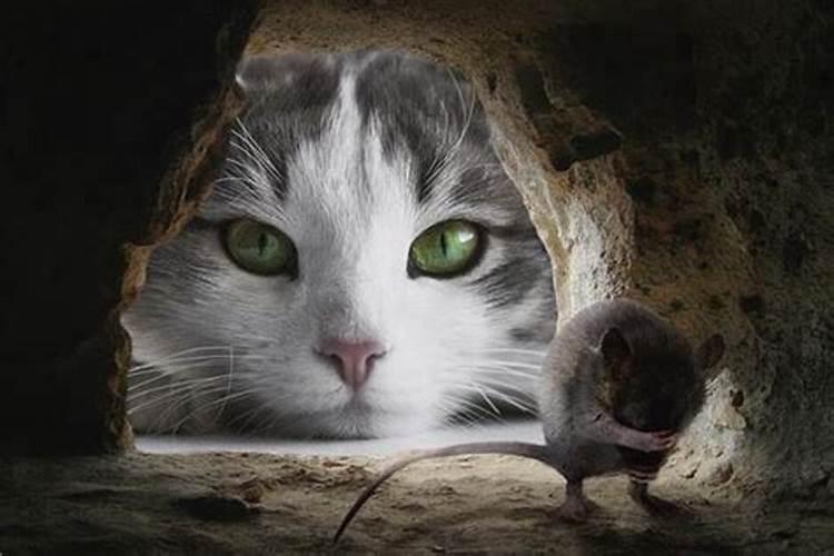 梦见猫捉老鼠什么意思啊