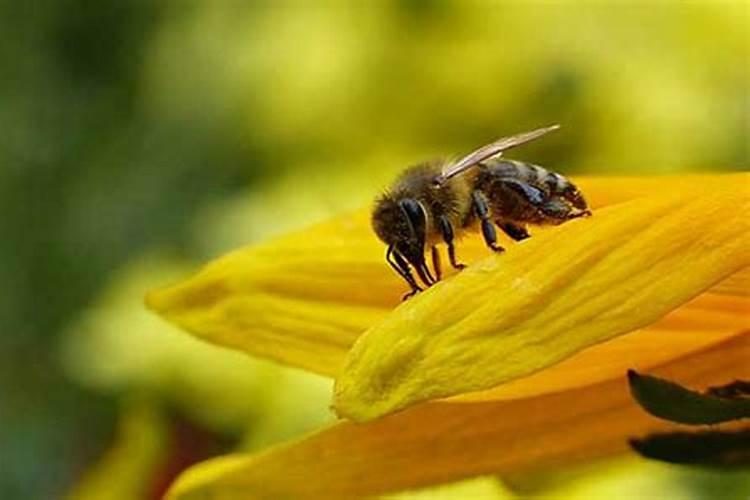 梦见被蜜蜂围攻是什么预兆