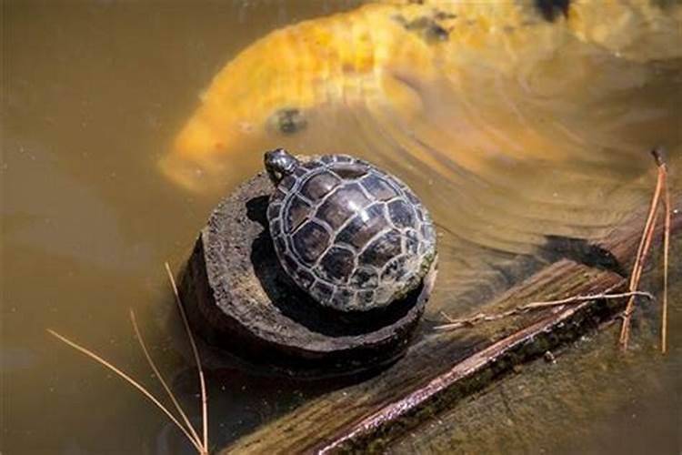 梦到水里有很多乌龟是什么意思啊