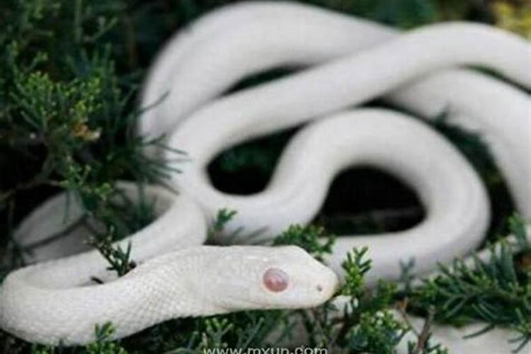 梦见白蛇是什么预兆