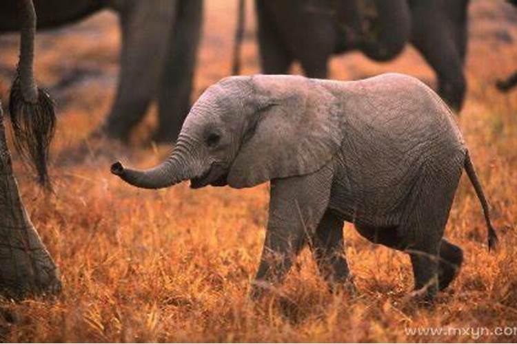 孕妇做梦梦到大象和小象