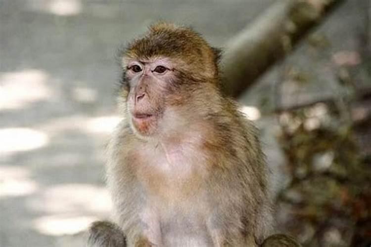 猴的真命贵人19属猴的今年有一难