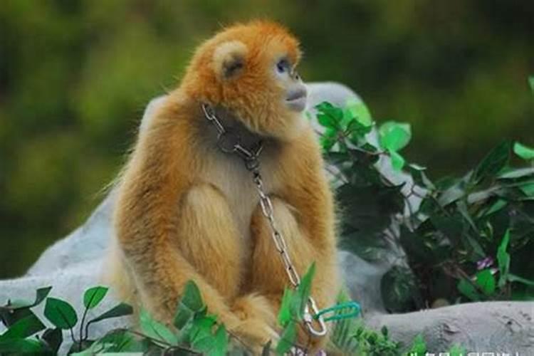 猴的真命贵人2020年能躲过难关吗