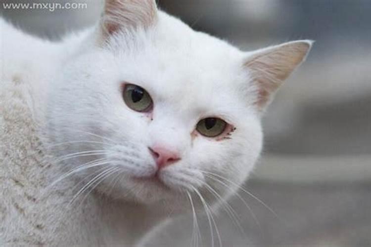 梦见大白猫咬自己是什么意思