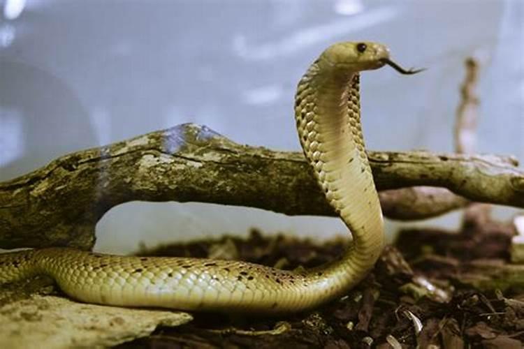 蛇和蛇相配婚姻如何